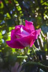 single pink rose