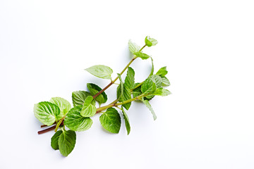 Fresh organic Mint Leaves on White Background