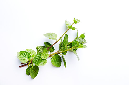 Fresh organic Mint Leaves on White Background