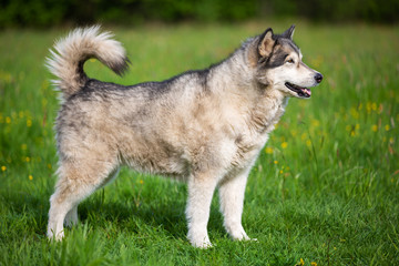 Silhouette dog breed Alaskan Malamute