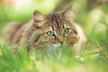 Naklejka na ściany i meble summer portrait of a beautiful cat lying on the grass, the pet is resting on the nature in sun