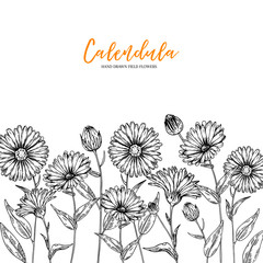 Hand drawn wild hay flowers. Calendula flower. Medical herb. Vintage engraved art. Border composition. Good for cosmetics, medicine, treating, aromatherapy, nursing, package design health care.