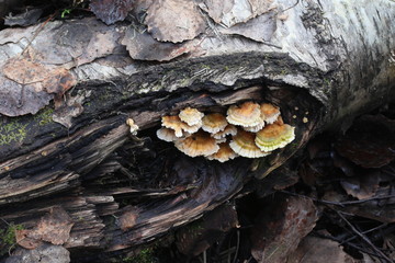 Bracket fungus, Trametes ochracea