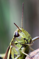 Marsh Grasshopper, Stethophyma grossum