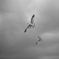Seagulls in flight
