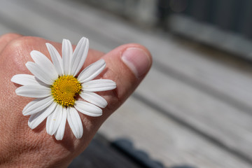 Schöne Margeritenblume in der Hand