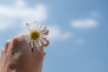 Margerite in der Hand mit blauem Himmel