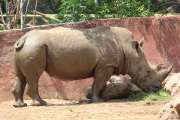 Naklejka premium Zwierzę, jest w tajskim zoo, Tajlandii Azji.