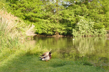 River in front of Green