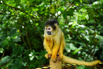 Naklejka na ściany i meble One squirrel monkey on top of a tree looking to the side.