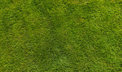 Fototapeta premium Green grass background texture top view