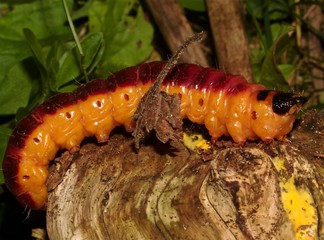 rodilegno rosso, cossus cossus larva, diventerà una farfalla notturna