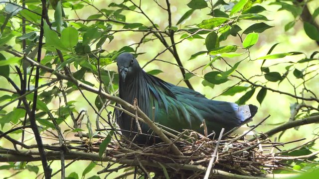 The Nicobar pigeon (Caloenas nicobarica) hatching at nest on branch in tropical rain forest.