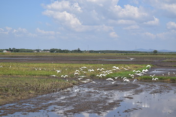 group of white stork on field