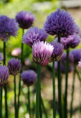 Fototapeta premium Purple flowers of chives ( Allium schoenoprasum)
