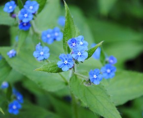 Deep blue flowers of the green alkanet or evergreen bugloss or alkanet (Pentaglottis sempervirens)