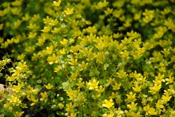 Multiple flowers of yellow saxifrage (Saxifraga sibthorpii)