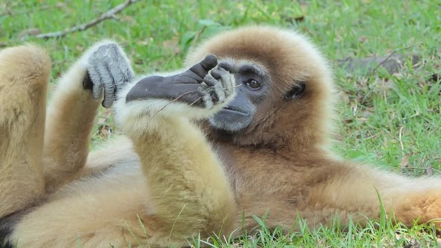 White Hended Gibbon (Hylobates lar) take a rest on greensward in topical rain forest.
