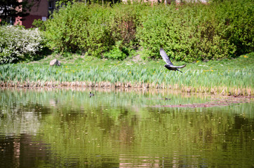 Dove caught in flight at the lake. Motion and speed, large background blur.