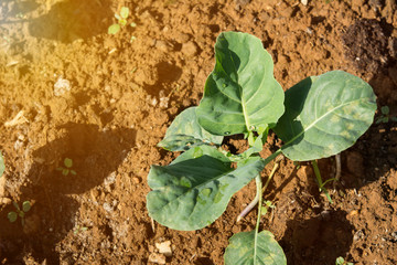Planting young seedlings of vegetables salad in the vegetable garden with Flare light