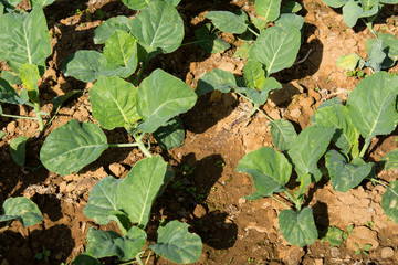 Planting young seedlings of vegetables salad in the vegetable garden