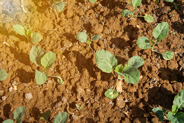 Planting young seedlings of vegetables salad in the vegetable garden with Flare light