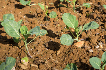 Planting young seedlings of vegetables salad in the vegetable garden
