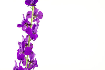Fototapeta na wymiar Purple Flowers Isolated on White Background