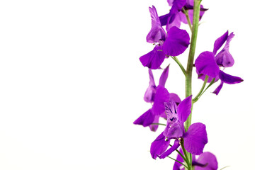 Purple Flowers Isolated on White Background