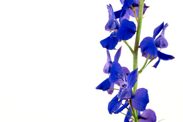 Fototapeta na wymiar Blue Flowers Isolated on White Background