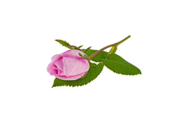 winding rose with green leaves on a white background