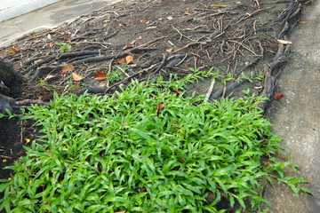 生きているような木の根っこ　地面に出る