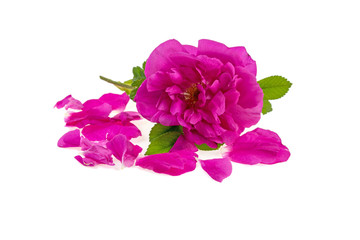tea rose with green leaves and rose petals on a white background