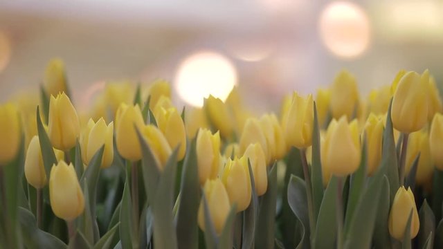 Spring background with beautiful yellow tulips. Flower shop, close up.