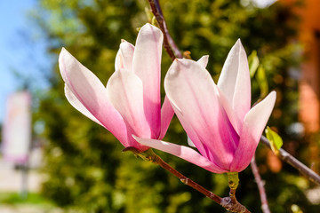 Flowers of the magnolia tree on spring day