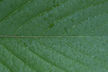 Macro photo of natural green leaf pattern