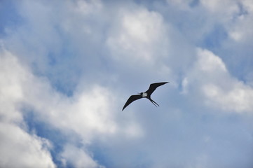Bird Frigate hovering high in the sky