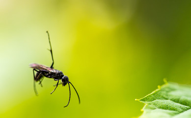 Insect Fly Caught in Spider Web