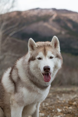 Close-up Portrait of free and prideful beige and white Siberian Husky dog sitting on the hill on mountains background and looking to the camera