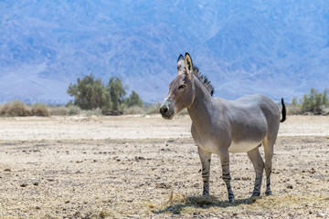 Obraz na płótnie Canvas Somali wild donkey (Equus africanus). This species is extremely rare both in nature and in captivity. Nowadays it inhabits nature reserve near Eilat, Israel