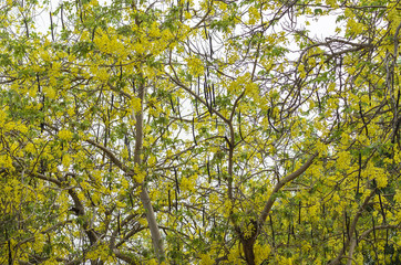 Cassia fistula tree with yellow flowers and seed pods