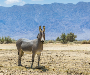 Somali wild donkey (Equus africanus). This species is extremely rare both in nature and in captivity. Nowadays it inhabits nature reserve near Eilat, Israel