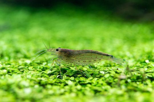 「ミナミヌマエビ」の写真素材 | 175件の無料イラスト画像 | Adobe Stock