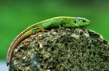 Zauneidechse; Lacerta agilis; sand lizard; Männchen