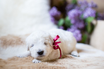 Close-up Portrait of two weeks old maremma puppy with red ribbon sleeping on the cow's fur. Image of cute smiling white fluffy puppy breed maremmano abruzzese sheepdog.