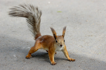 An Eurasian red squirrel (Sciurus vulgaris) in the final stage of seasonal shedding from gray winter coat to red summer coat