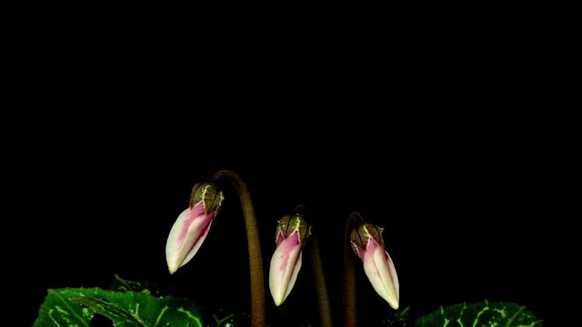 4k moving and rotating macro time lapse video of a cyclamen ornamental flower growing, blooming and blossoming on a dark background