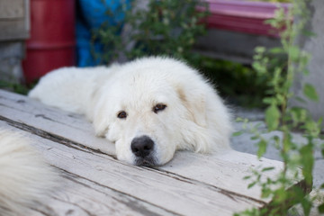 Maremmano sheepdog or Abruzzese white patrol dog lying on the porch in the garden
