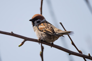 field sparrow
