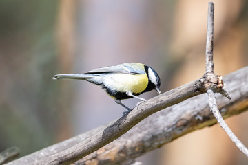 Blue tit on a branch. Close-up.